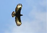 Long-crested Eagle